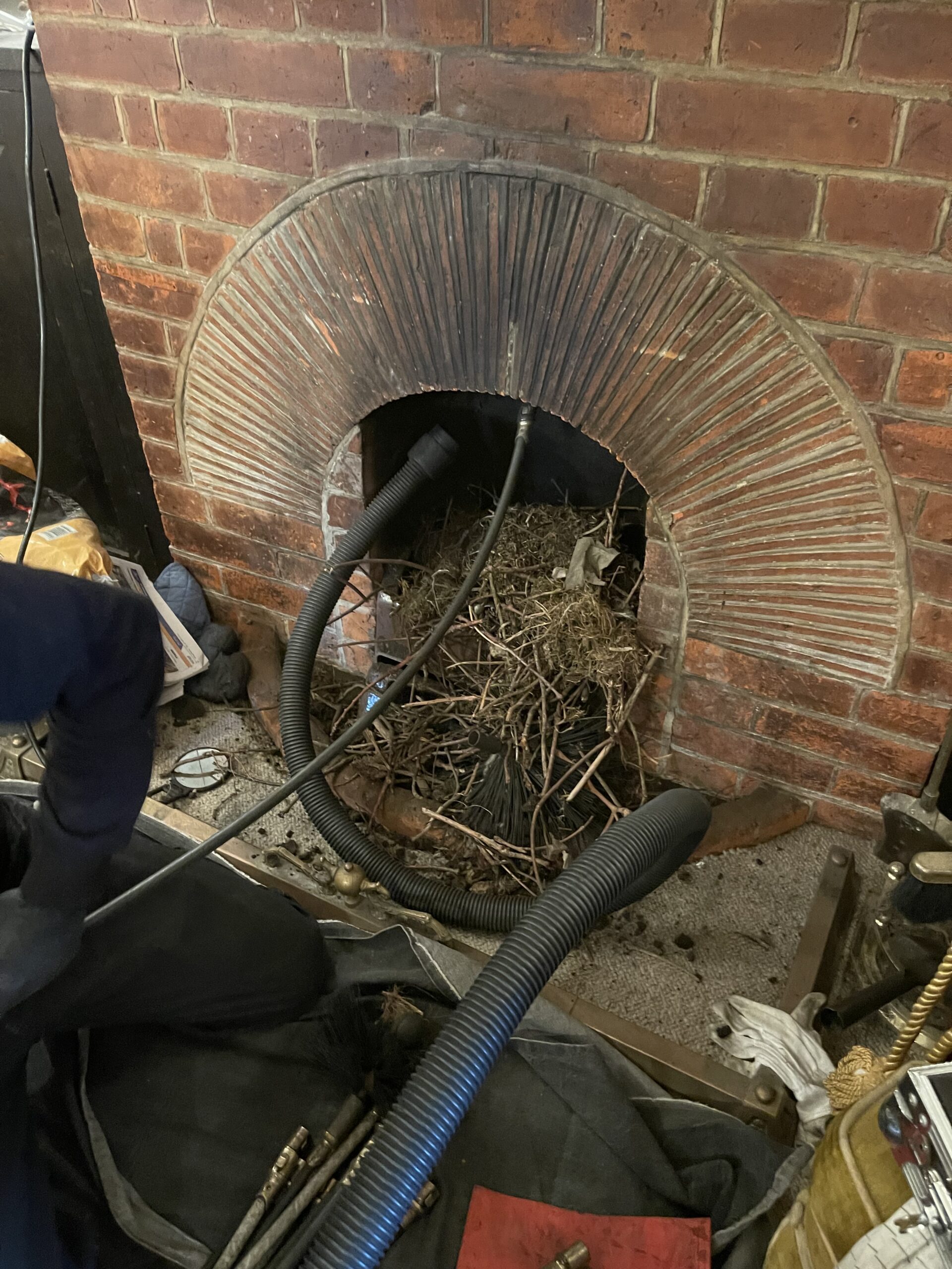 Bird Nest Removal Service