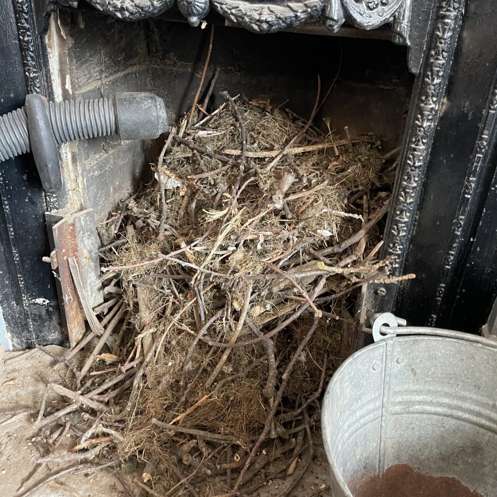 Bird Nest Removal Service